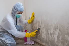 Best Water Damage & Mold Remediation in East Whittier, CA